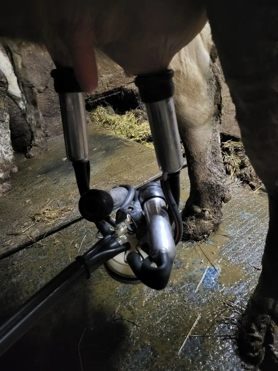 Traite des vaches