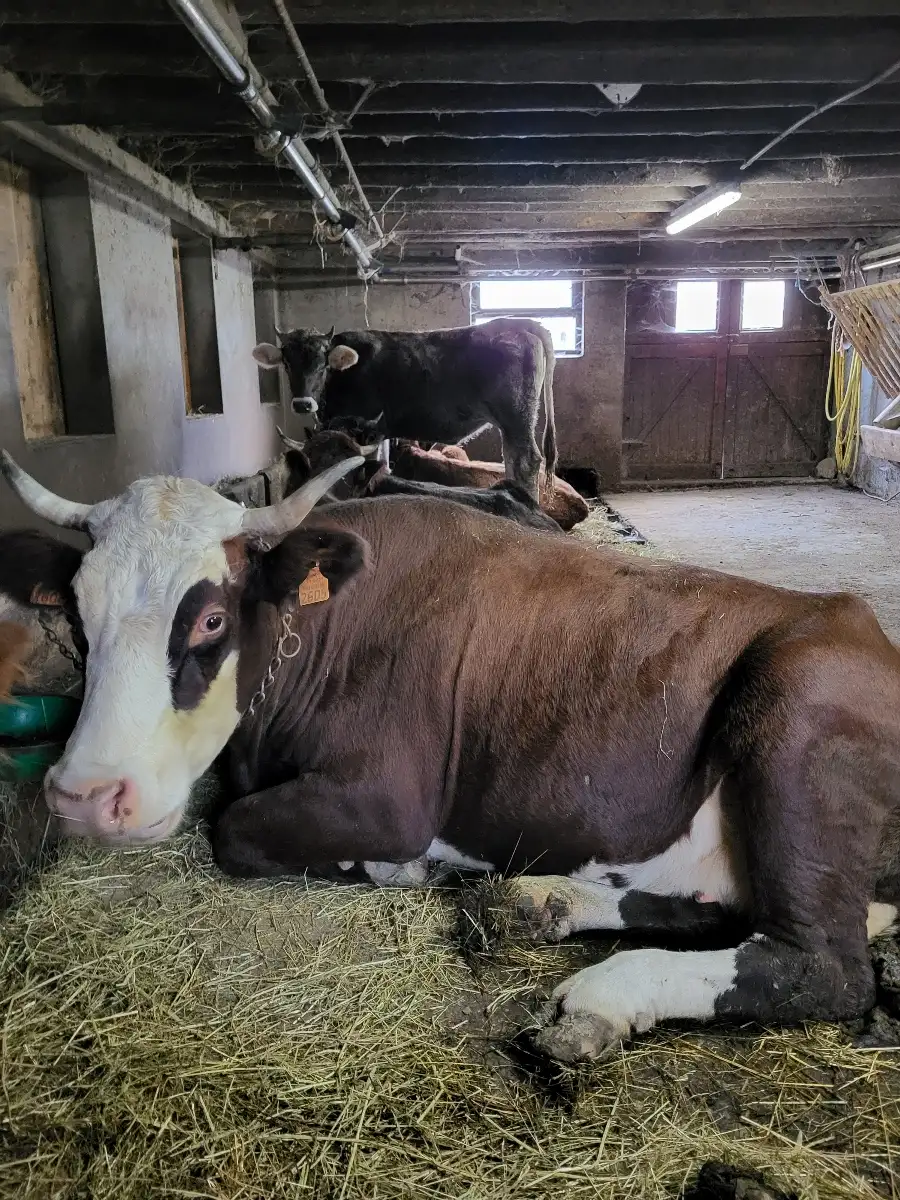 Câlin pour les bovins