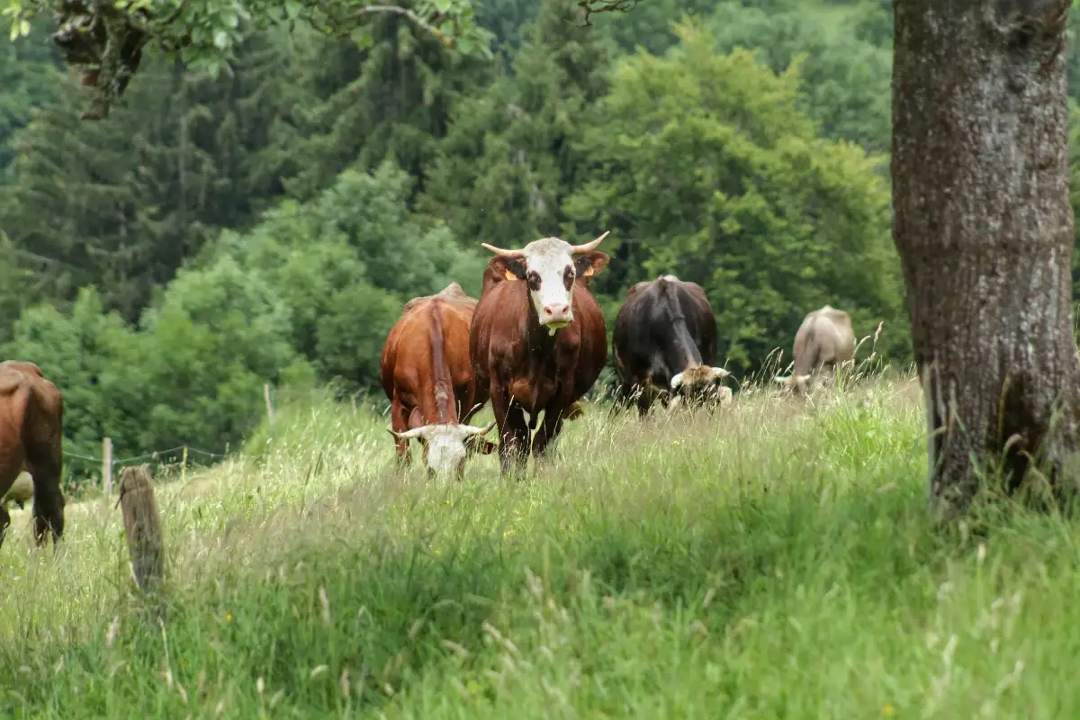 Câlin pour les bovins