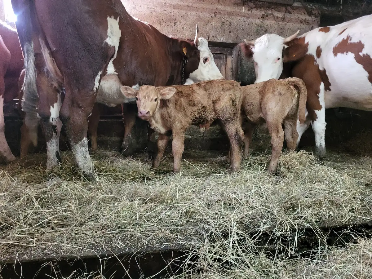 Câlin pour les bovins